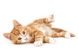 Fototapeta Koty - Little red kitten, lying on the ground.