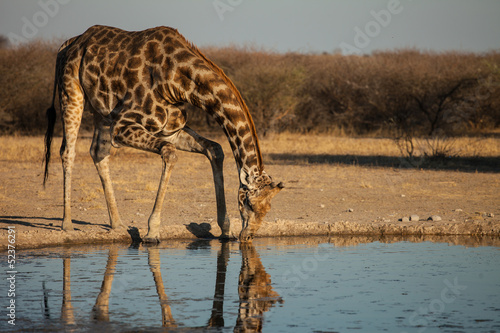 Board z aluminiowym obramowaniem Żyrafa w waterhole