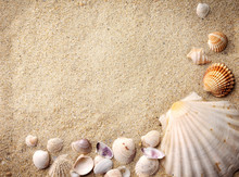 Shells On Sand