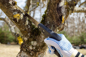 hand cut trim fruit tree branch hand saw spring