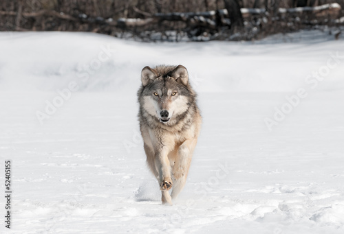 Board z aluminiowym obramowaniem Szary wilk (canis lupus) biegnie bezpośrednio na widza