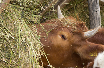 Wall Mural - cow eating hay