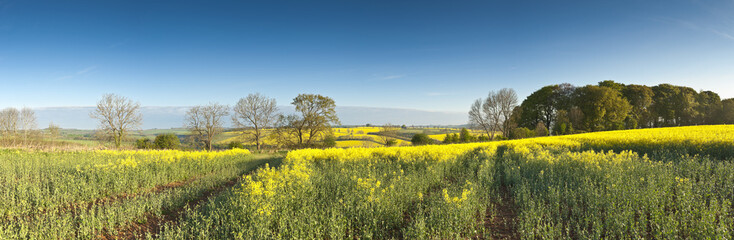 Wall Mural - Oilseed Rape, Canola, Biodiesel Crop