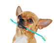 Red chihuahua dog with toothbrush isolated on white background.