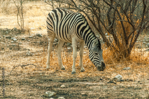 Board z aluminiowym obramowaniem Zebra równiny
