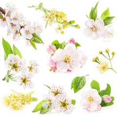 Poster - Collection of flowers of fruit trees isolated on white