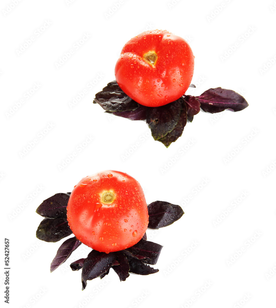 Fresh tomatoes and basil leaves isolated on white