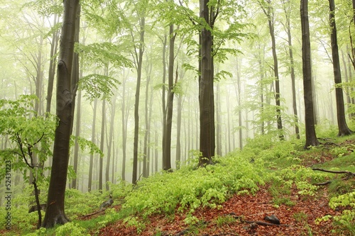 Obraz w ramie Spring beech forest in the rain surrounded by mountain mist