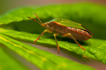 Poster - Palomena prasina