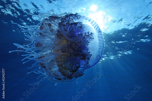 Tapeta ścienna Kalafior Meduza, cephea cefea, nad niebieski ocean