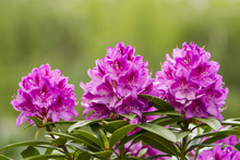 Washington State Coast Rhododendron Flower In Full Bloom