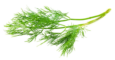 Wall Mural - Fresh raw dill isolated on white background