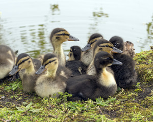 Wall Mural - Chicks