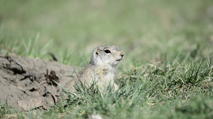 Wall Mural - Gopher alarm