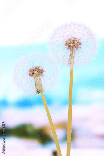 Board z aluminiowym obramowaniem Dandelions na jasnym tle