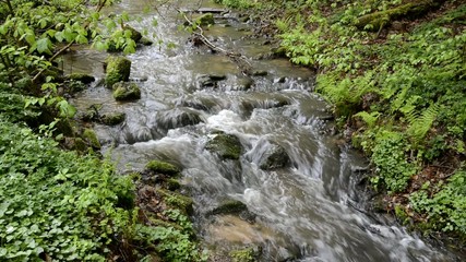 Canvas Print - Bach im Wald