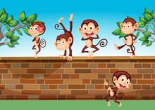 Five Monkeys Playing At The Fence
