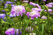 Scabious Plant Scabiosa Columbaria  Pink Mist  In A Garden