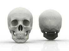 3d Image Of Human Skull In Full Face And Profile