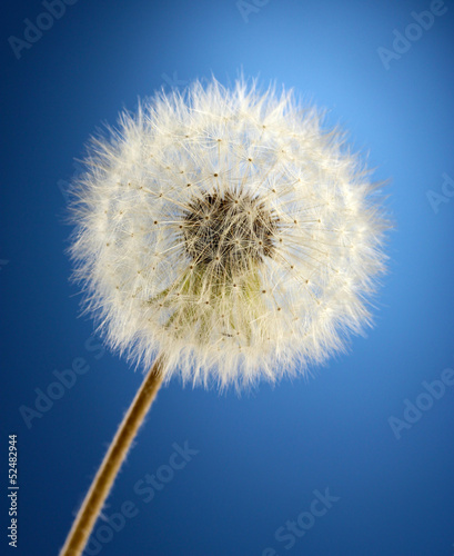 Board z aluminiowym obramowaniem Piękny dandelion z nasion na niebieskim tle