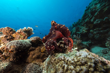 Wall Mural - Reef octopus (octopus cyaneus) in the Red Sea.