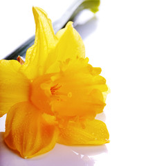 Obraz na płótnie kwiat narcyz bukiet lato