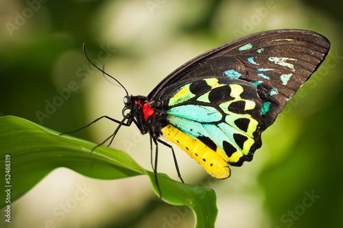 Tapeta ścienna Motyl na birdwing