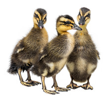 Three Ducklings Isolated On A White Background