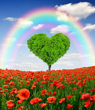 Rainbow Above The Poppy Field With Tree From The Shape Heart