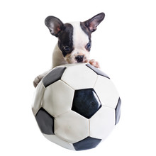 French Bulldog Puppy With Soccer Ball Over White