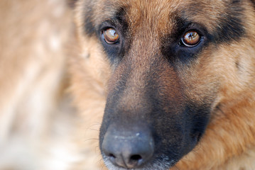 RETRATO DE UN PERRO PASTOR ALEMÁN