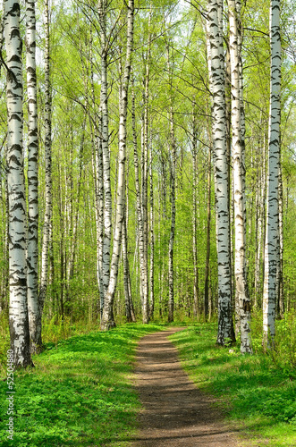 Naklejka samoprzylepna Park wiosny