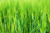 Fototapeta Miasto - Detail of barley field in springtime