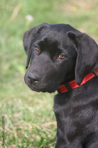 Chiot Labrador Retriever Noir Stock Photo Adobe Stock Chiot Labrador Retriever Noir Stock Photo Adobe Stock