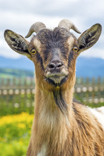 Bavarian Goat