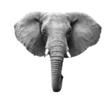 Fototapeta Sypialnia - Elephant Isolated