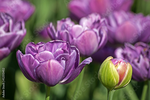 Tapeta ścienna Fioletowe tulipany