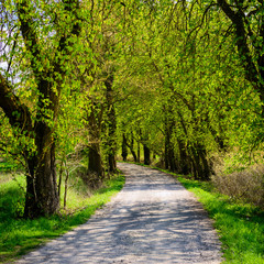 Obraz na płótnie Ścieżka w zielonym lesie