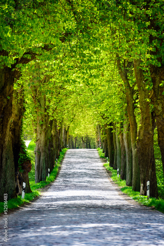 Fototapeta na wymiar Landstraße Natur mit Baumallee 5