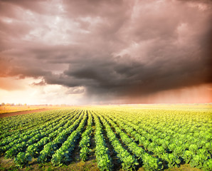 Canvas Print - Cabbage Field and rainy sky