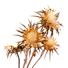Dry Flowerhead Of Silybum Marianum