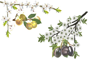 Wall Mural - ripe plums and flowers illustration