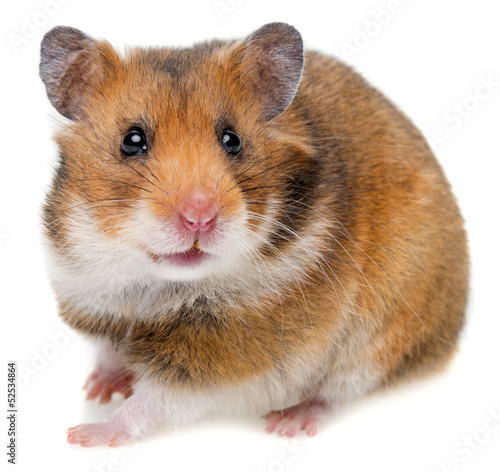 hamster isolated on a white background Stock-Foto | Adobe Stock