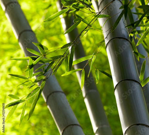 las-bambusowy-tlo-plytkie-dof