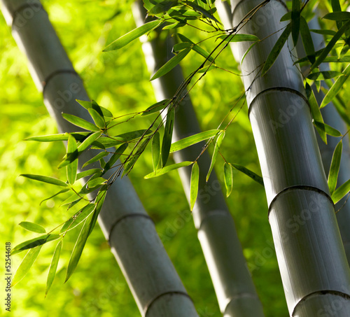 Naklejka dekoracyjna Bamboo forest background. Shallow DOF