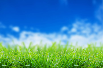 Green grass over a blue sky background