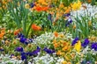 Different colourful beautiful flowers on flowerbed