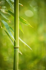 Wall Mural - Close-up of a bamboo plant