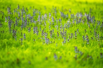 Wall Mural - Beautiful purple flowers on a meadow