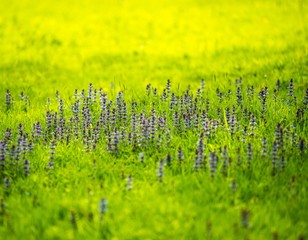 Wall Mural - Beautiful purple flowers on a meadow